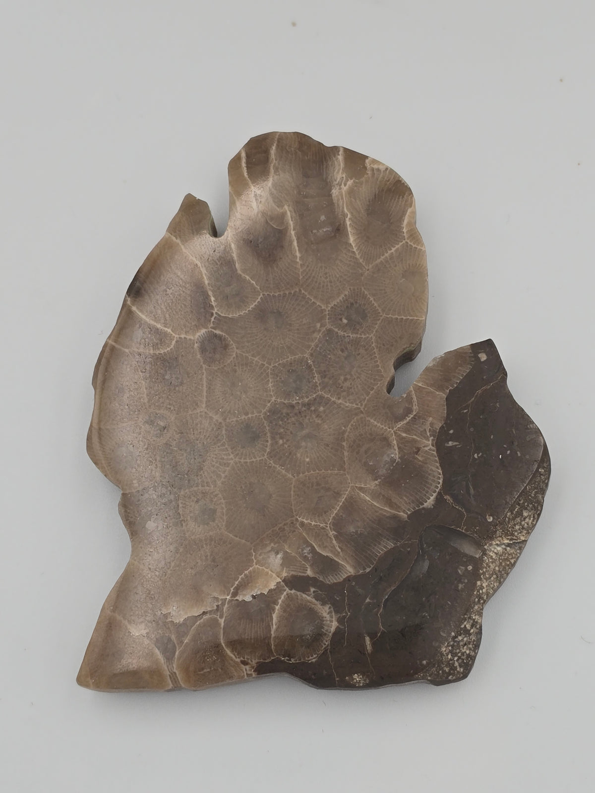 Michigan Magnet