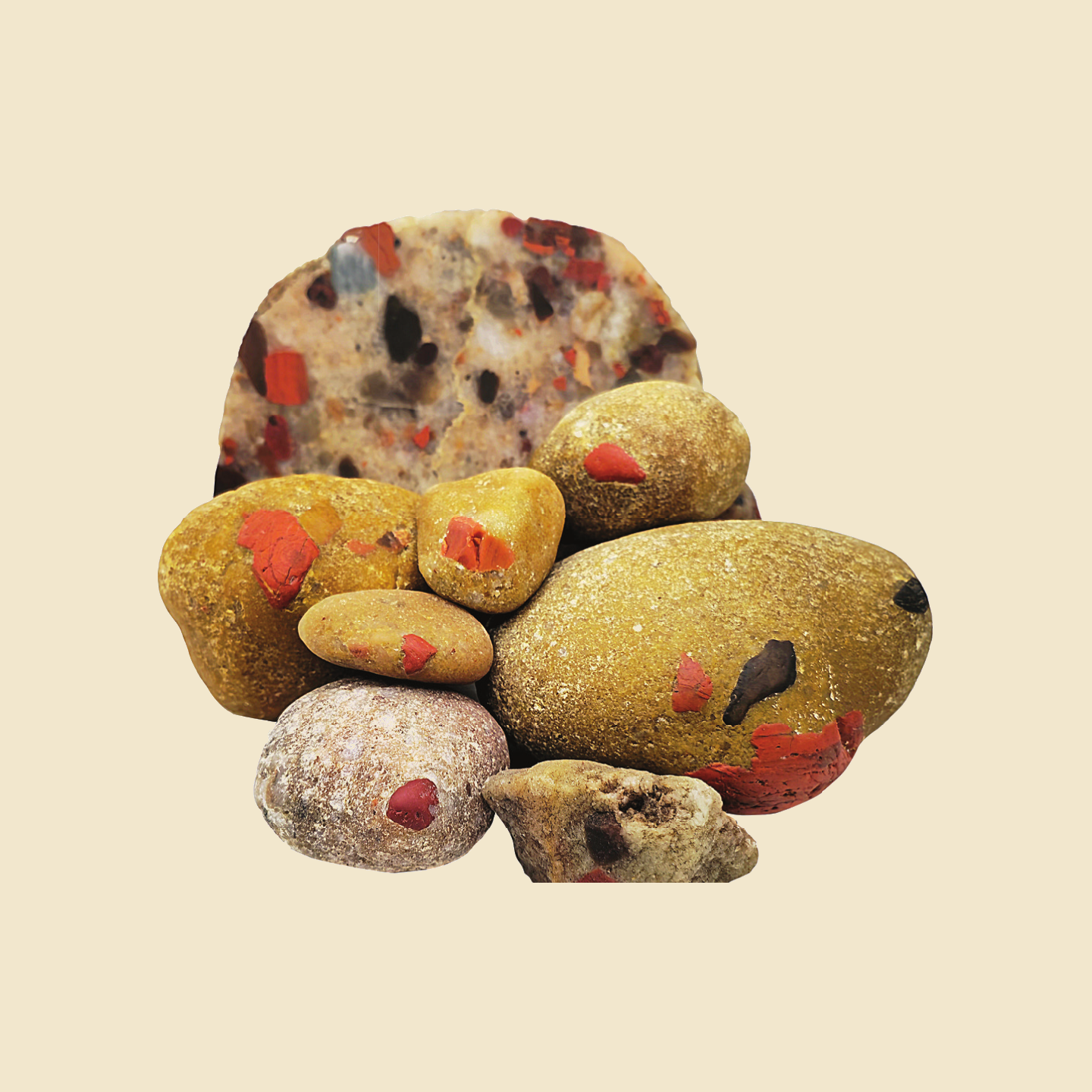 Whole Puddingstone specimens showing rounded fragments within a lighter matrix