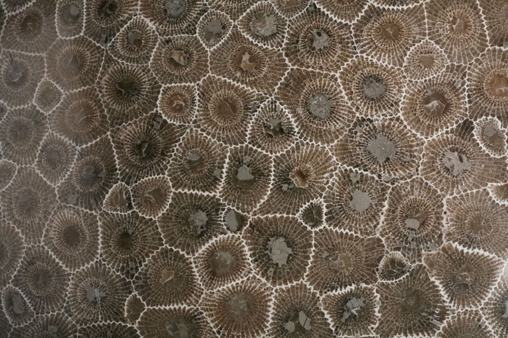 Close view of the repeating fossil coral pattern in a Petoskey stone