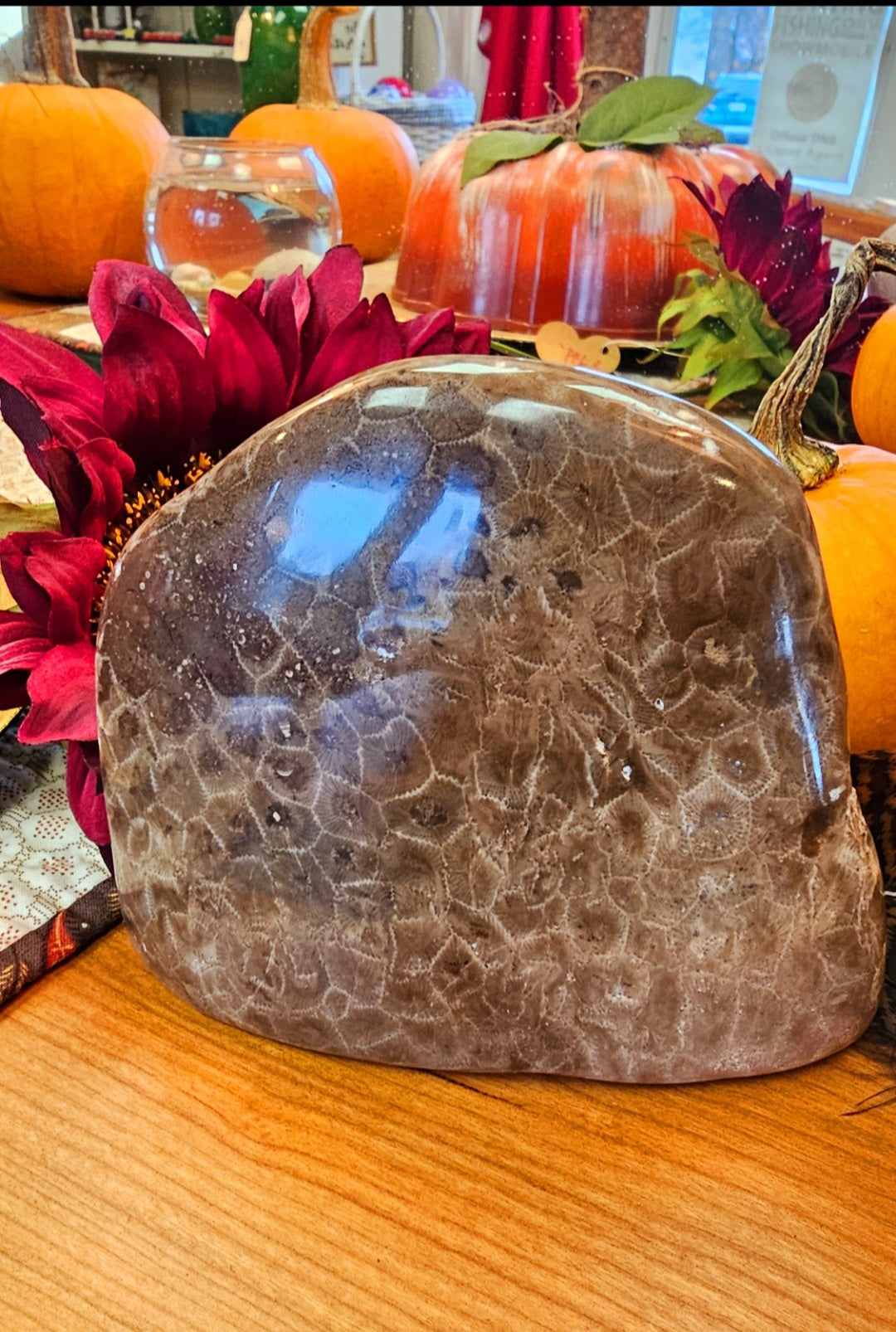 Online Petoskey Stone 2.6 Pounds Half-Polished