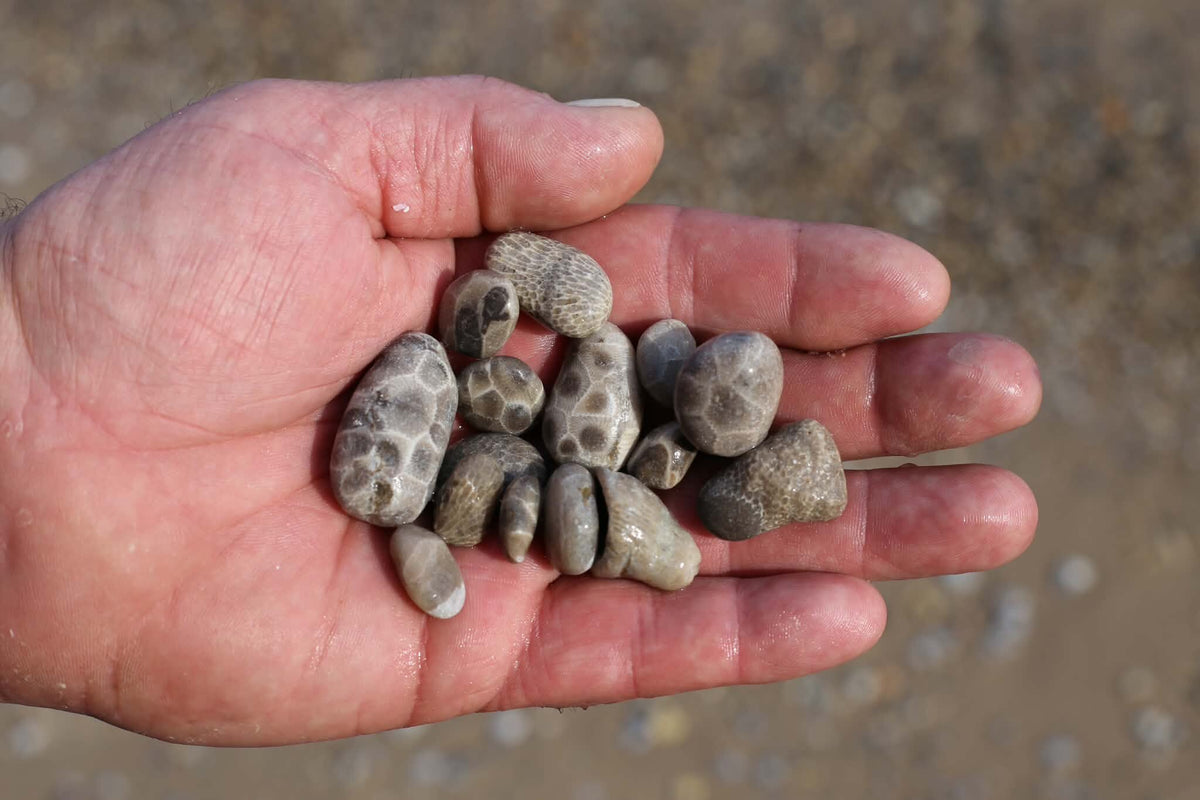 Several Petoskey stones held above a Lake Michigan beach